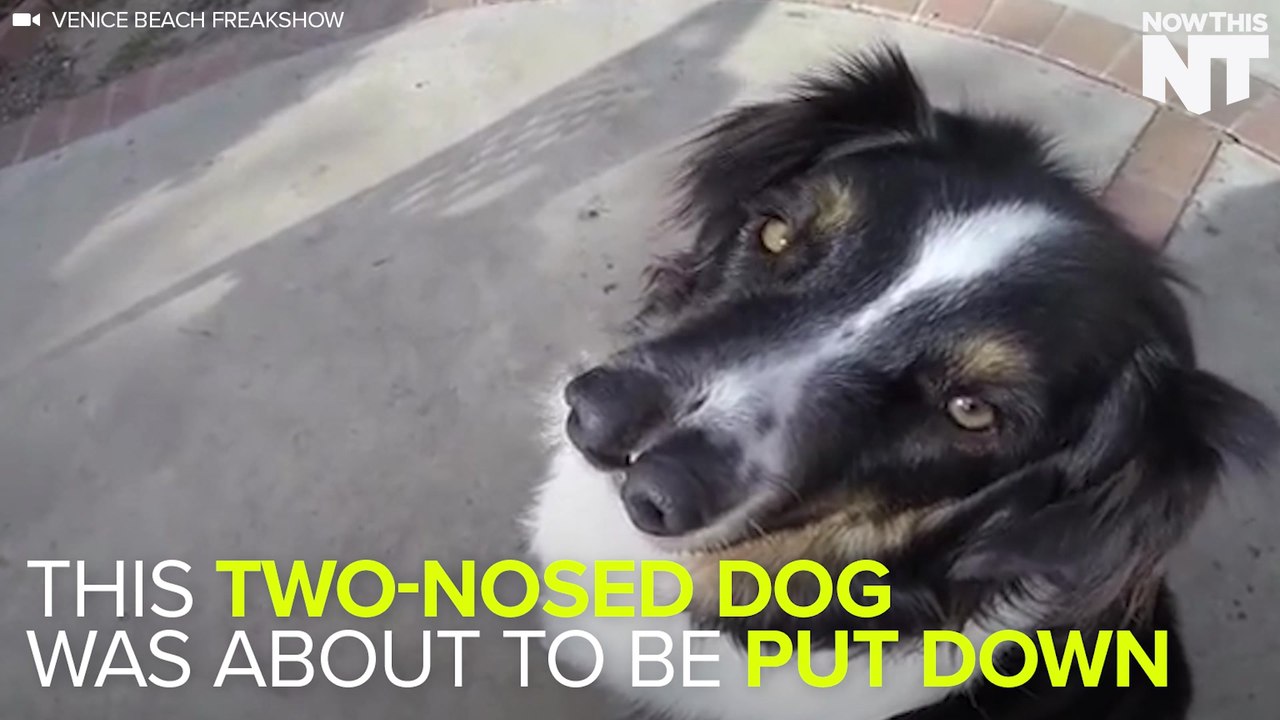 Two-Nosed Dog Saved From Being Put Down