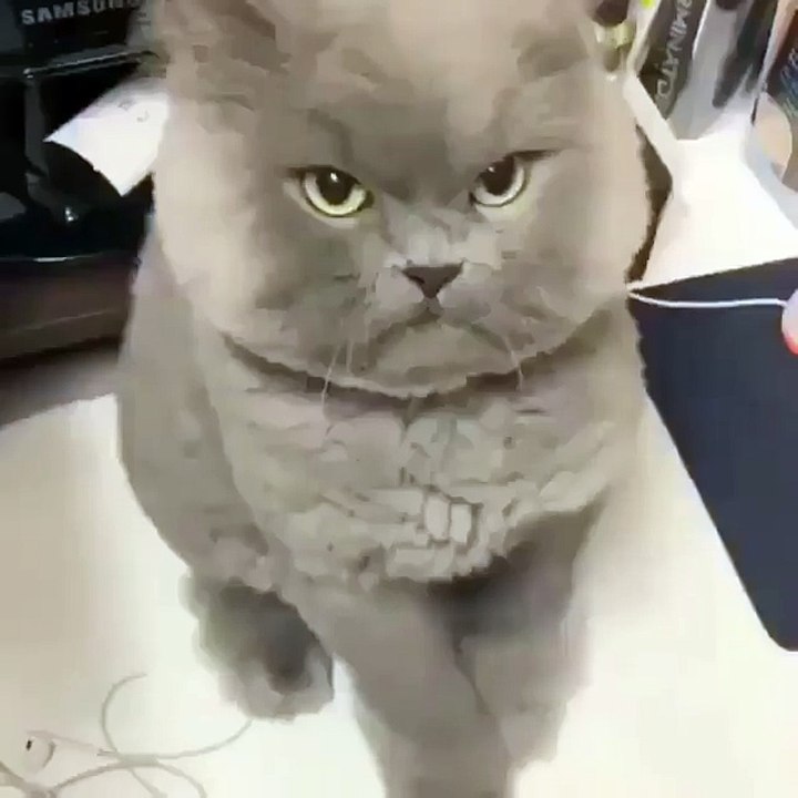 It's chest as a cat
