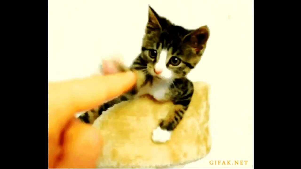 Crazy and Funny Animals Compilation
