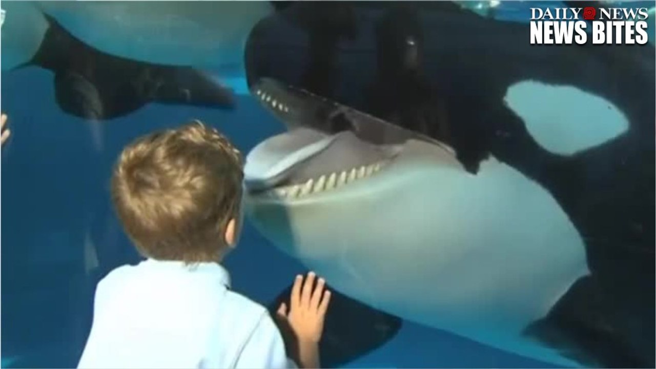 SeaWorld Ends Orca Breeding