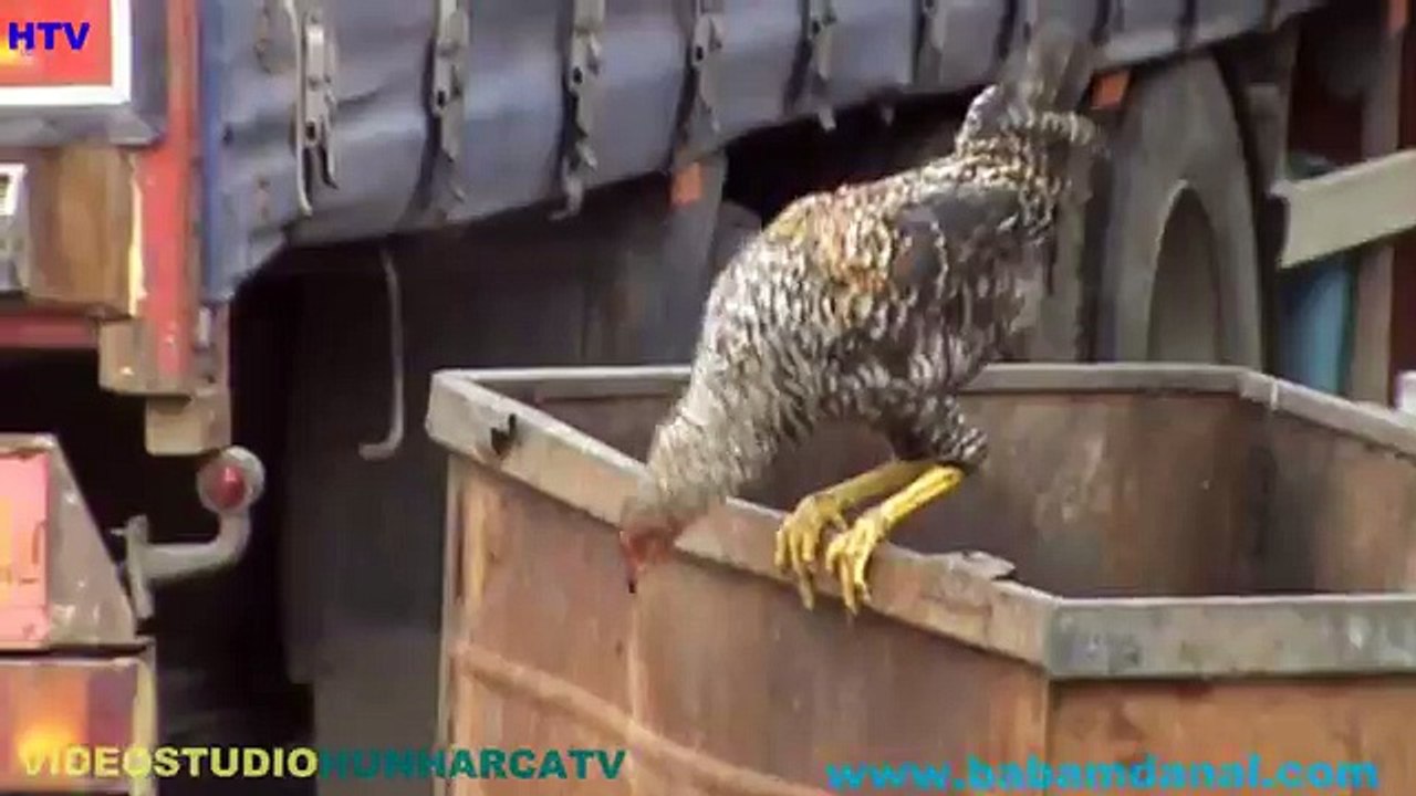 komık hayvanlar (funny animals)