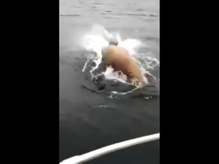 На рыбалке бывет всякое  - Fishing is all