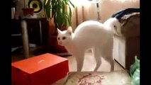 Top 20 FUNNIEST Cat Videos On The Internet
