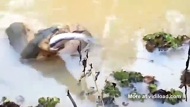 Прикол на рыбалке Ловил рыбу а поймал анаконду