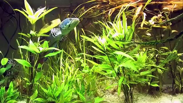 Рыбалка приколы. 'Хищник Аквариумный'. Поведение рыбы.