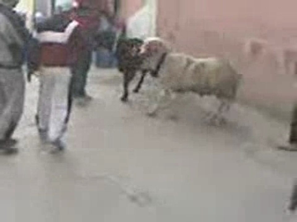 bagarre mouton!
