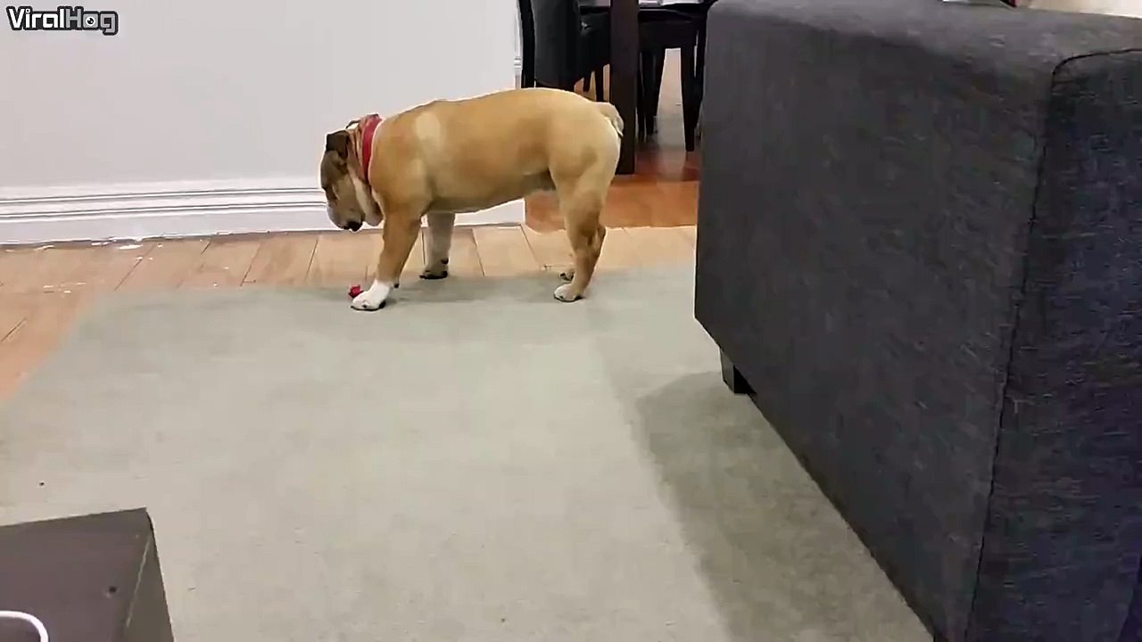 Spanky the guard dog on patrol