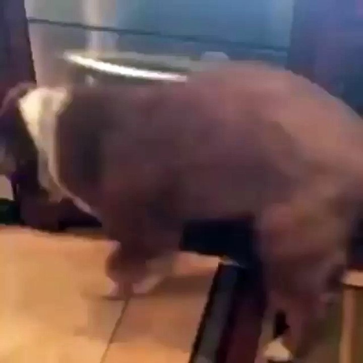 The amazing dogs