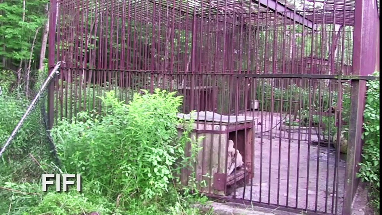 Rescued Bear's Shocking Transformation