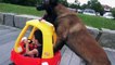 Don't Touch This Kid's Car! Protection Dogs Plus Teach a Belgian Malinois a Cool Trick
