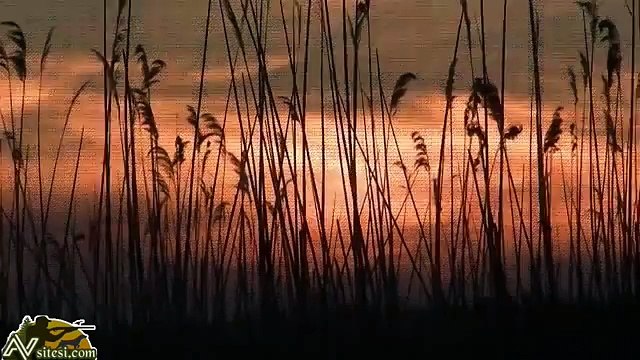 Sazan Balığı Yumurtlama