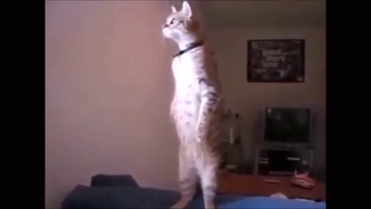 [ZapNetTV] Funny cats compilation part.1