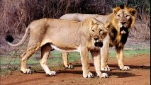 Gir Forest National Park Wildlife Sanctuary Best Places to Visit in Gujarat