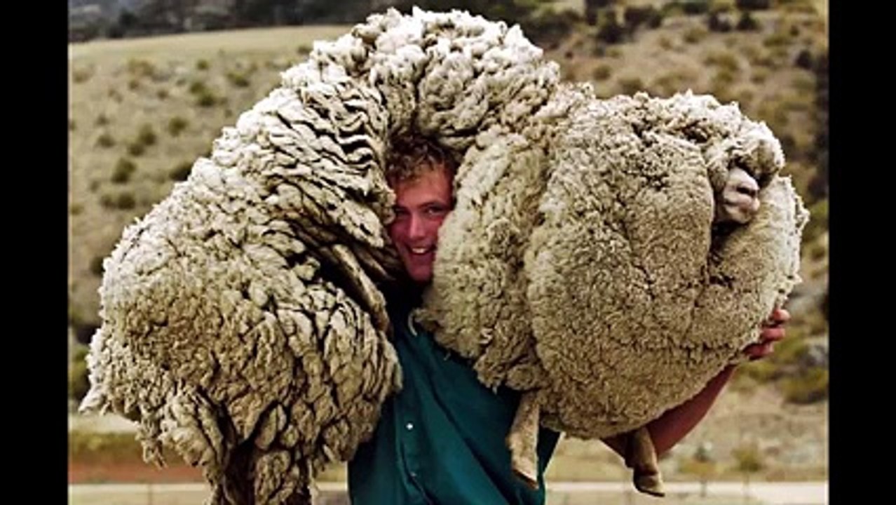 Kırpılmamak İçin Kaçıp 6 Yıl Dağda Kalan İsyankar Koyun Yok