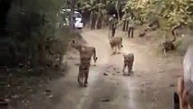 Lion - Gir Century (Gir Forest National Park)