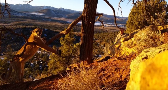Ils risquent leur vie pour sauver un cougar pris dans un piège