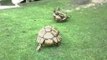 Hero Tortoise Helps A Friend In Need