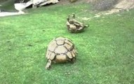 Hero Tortoise Helps A Friend In Need