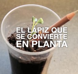 El lápiz que se convierte en hierba si lo plantas