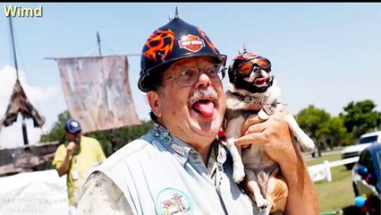 Funny pictures of Like owner like dog | Funny dog photo compilation 2016