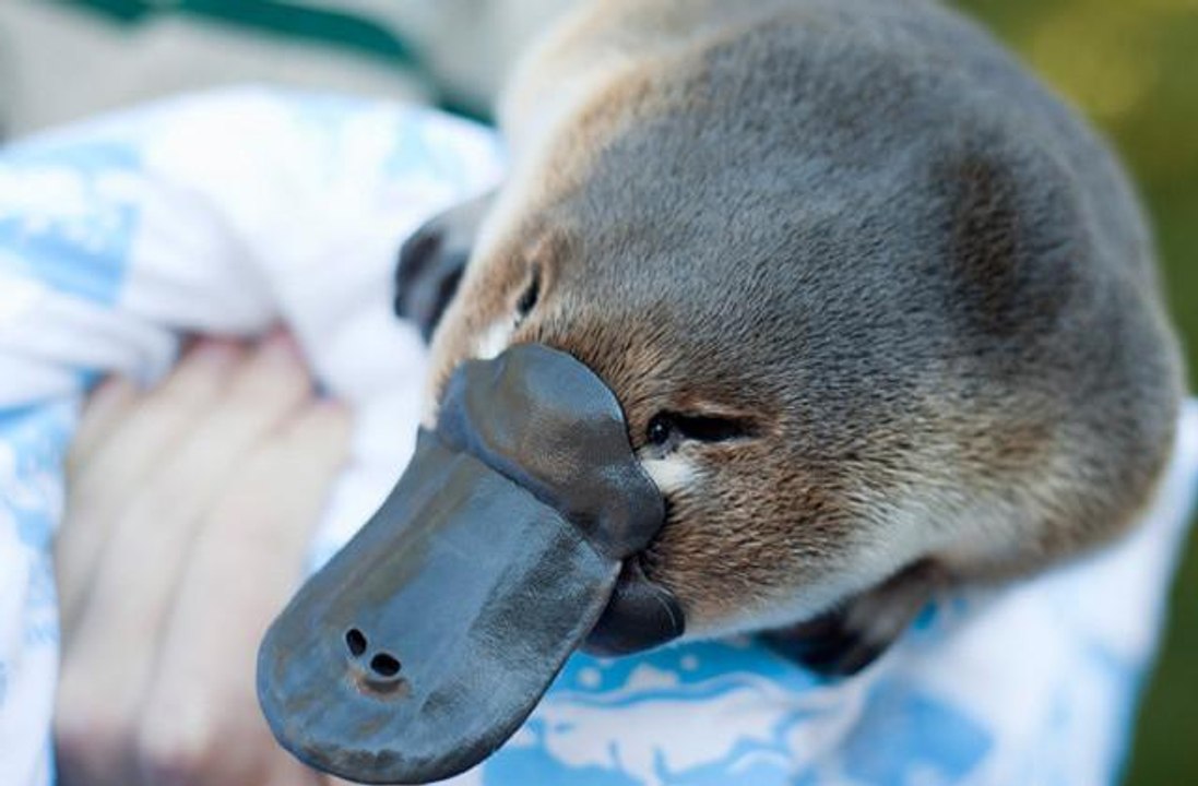 Curiosités Animales - (2012)