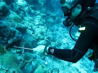 Zıpkınla Aslan balığı avı