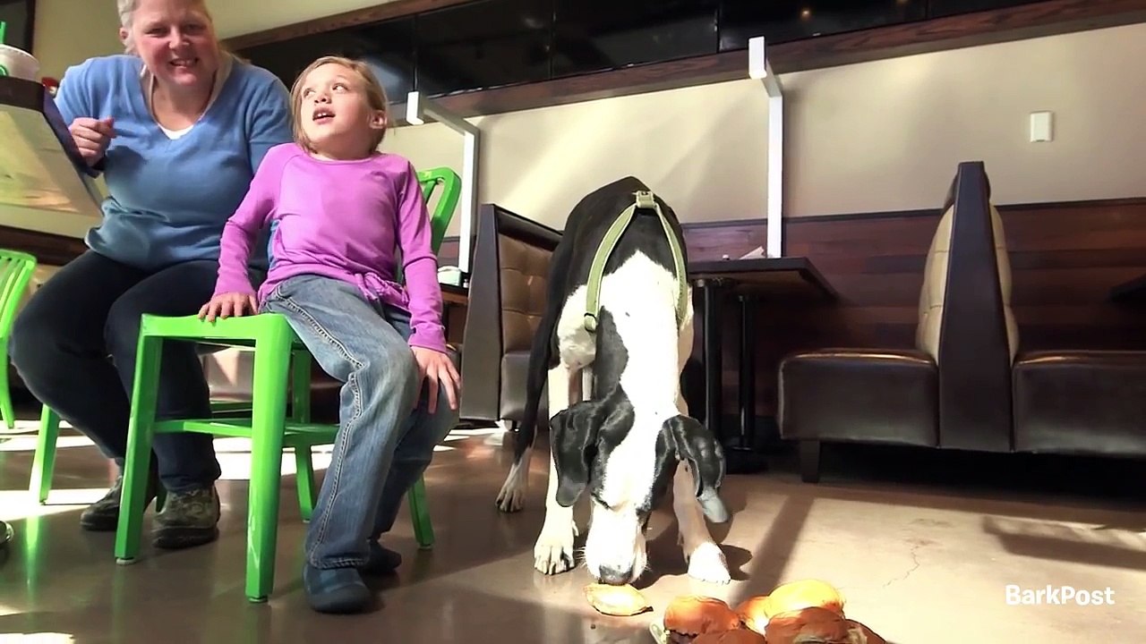Dog's Best Day - George