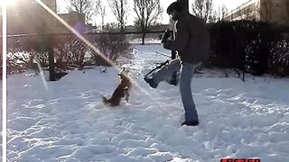 Dog catches snow