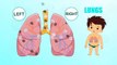 Lungs - Human Body Parts - Pre School Know Your Body - Animated Videos For Kids