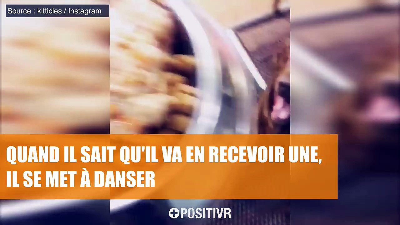 Un labrador chocolat danse pour des friandises