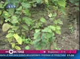 Oko istoka, 17. mart 2016. (RTV Bor)