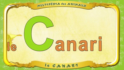 Multipédia des animaux. La lettre C le Canari