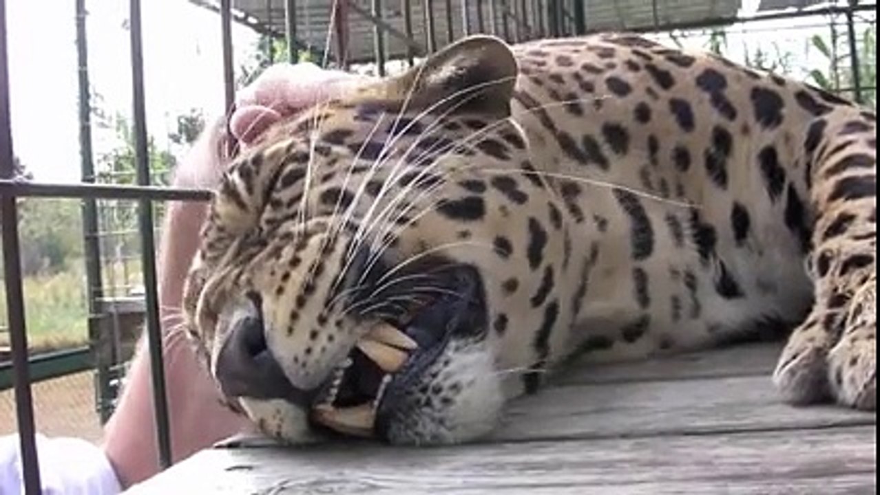 Kafesin İçindeki Leoparı Okşayan Korkusuz Adam.. Yok Böyle B