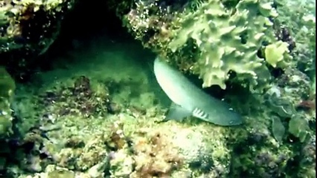 Köpek Balığı ile Müren Balığının Savaşı Yok Böyle Bir Şey