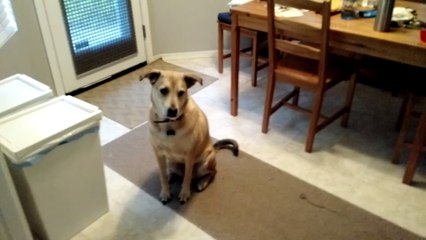 Mon chien est super excité à l'approche de la nourriture