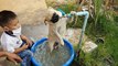 Pug Puppy Drinks From the Fountain / All Aboard The Pug Express!