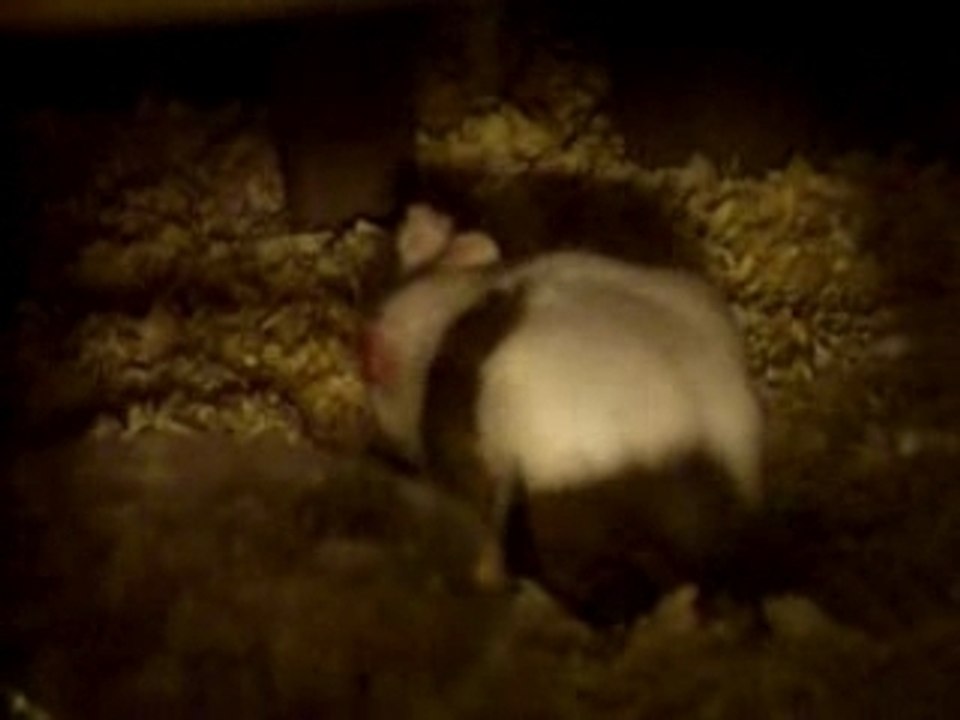 Reproduction souris