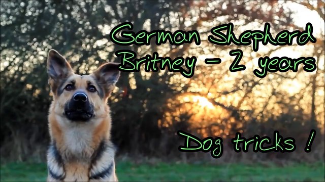 Dog tricks by German Shepherd Britney - 2 years !