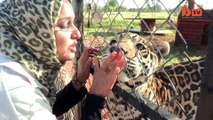 Un chien et un jaguar sont meilleurs amis