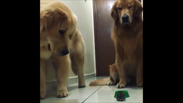 Des chiens impassibles devant un rongeur qui vient voler leur repas