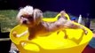 Des chiens qui détestent les bains - Compilation d'animaux adorable