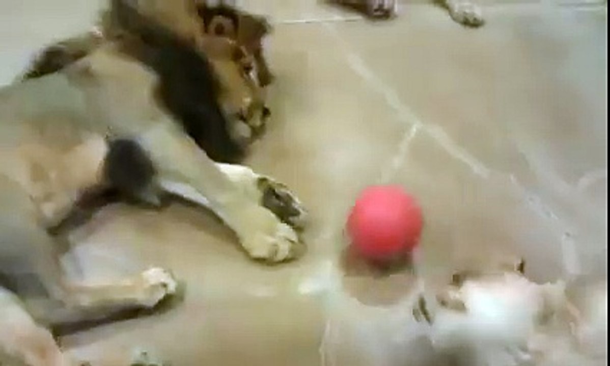 Voila comment les gros félins paresseux jouent à la balle