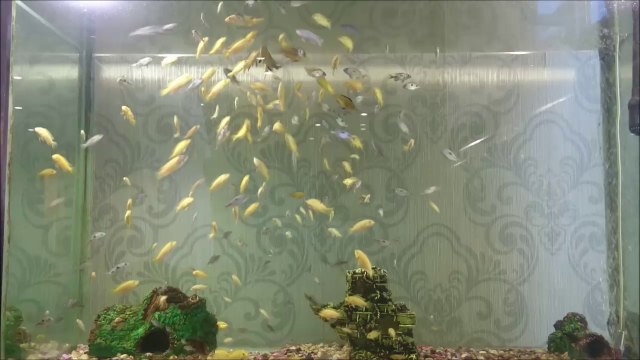 400 Civarı Yunus Ciklet ve Sarı Prenses yavrusu