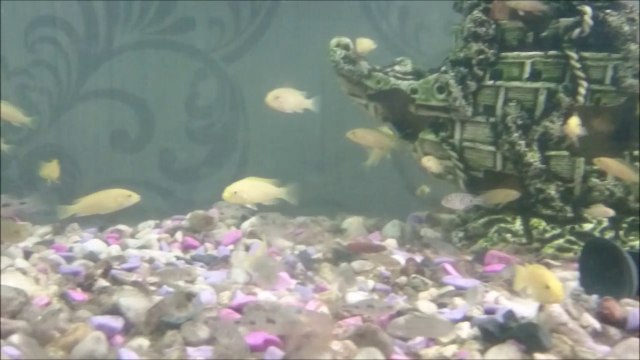 400 Lt'lik, Yavru Yunus Ciklet ve Sarı Prenses Akvaryumu