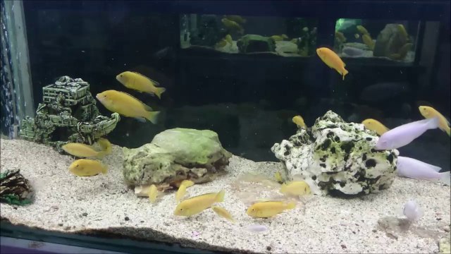 450 Lt'lik Sarı Prenses ve Beyaz Prenses Akvaryumu