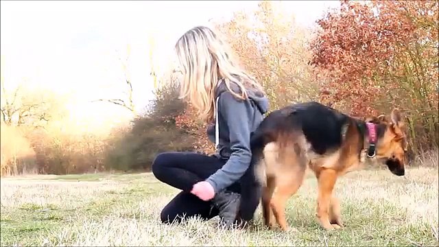 DOG TRICKS BY GERMAN SHEPHERD BRITNEY - 3 YEARS !