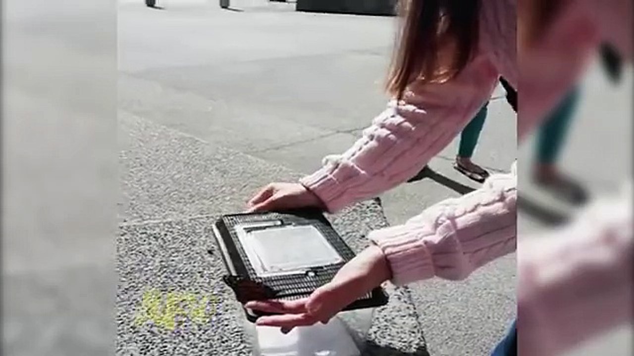 Butterfly Rescue Goes Horribly Wrong