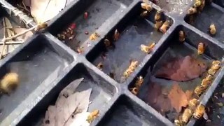 NWNJBA Video Short - Bees taking water - early March 15