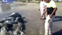Monstrous Looking Sea Creature Washes up on Mexican beach
