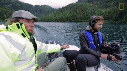 Killer Whales How the Exxon Valdez Oil Spill Nearly Decimated This Pod (Part 2)